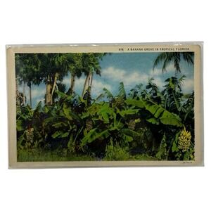 Vintage Linen Postcard Banana Grove in Tropical Florida  C.T. Art Colortone